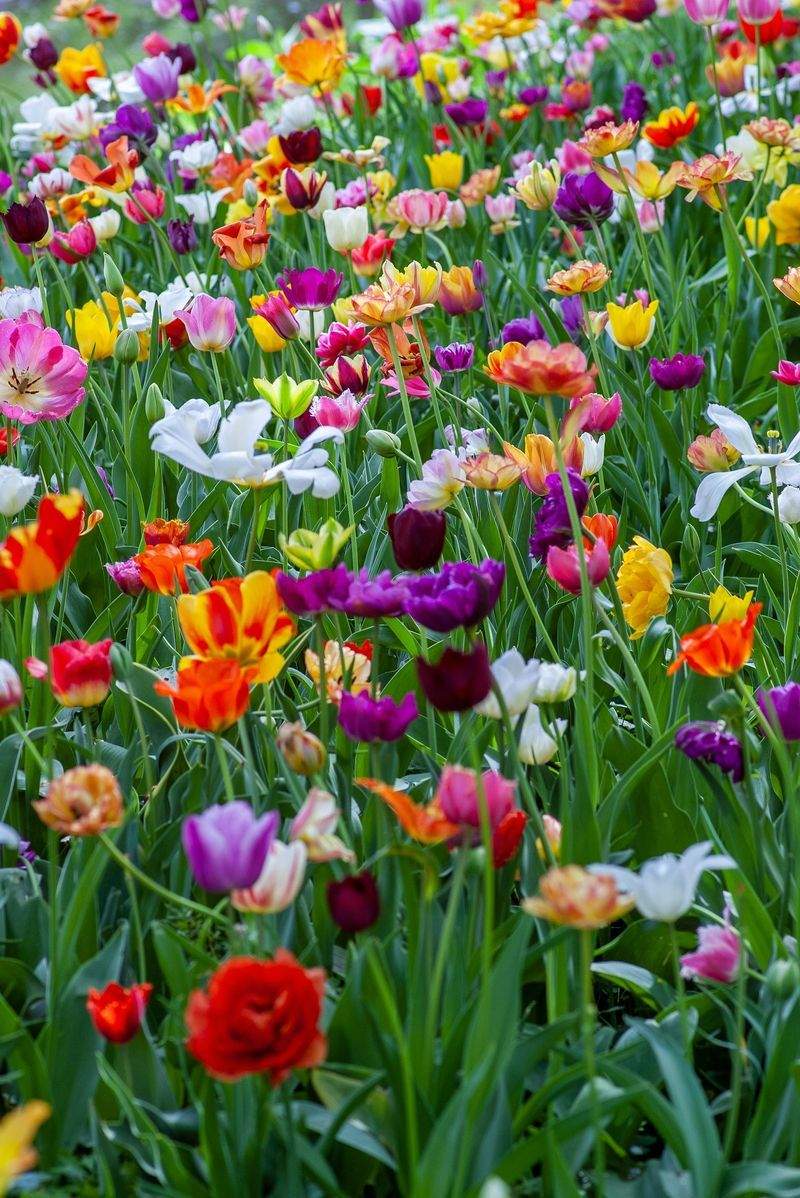 VerdeVivo Jardinería SP