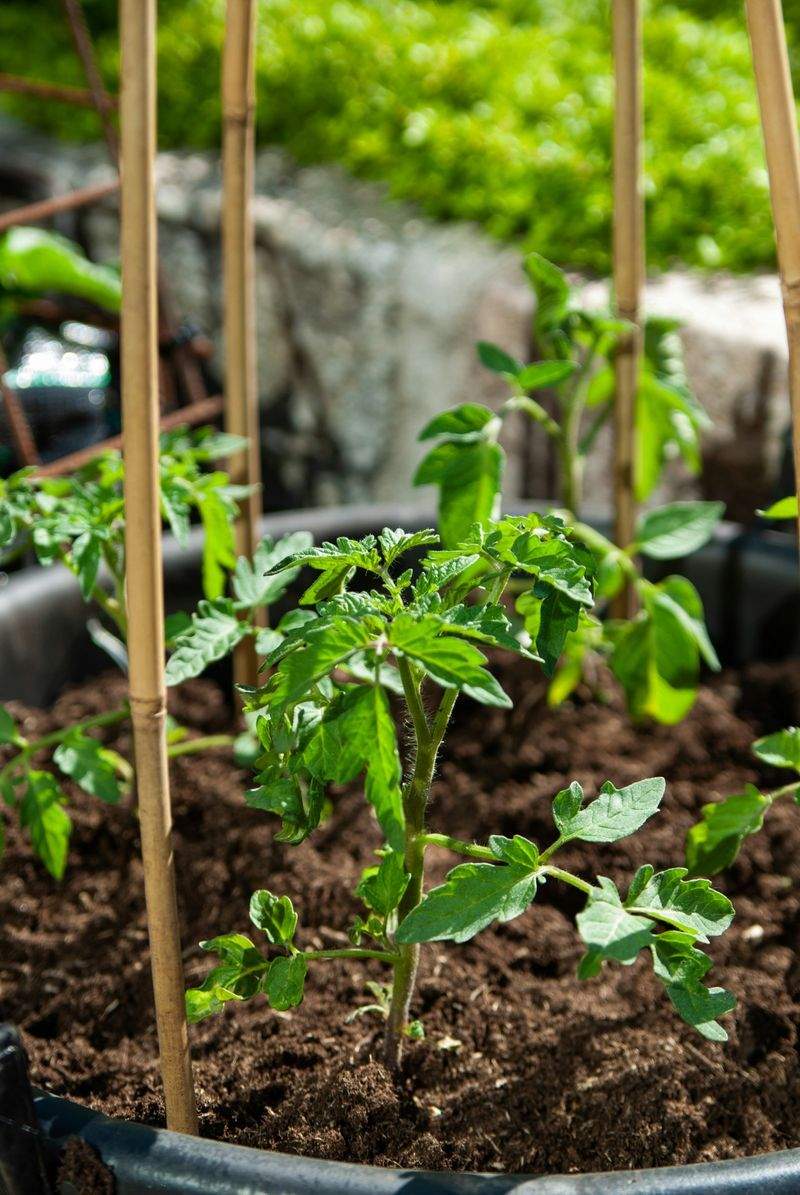 VerdeVivo Jardinería SP 11