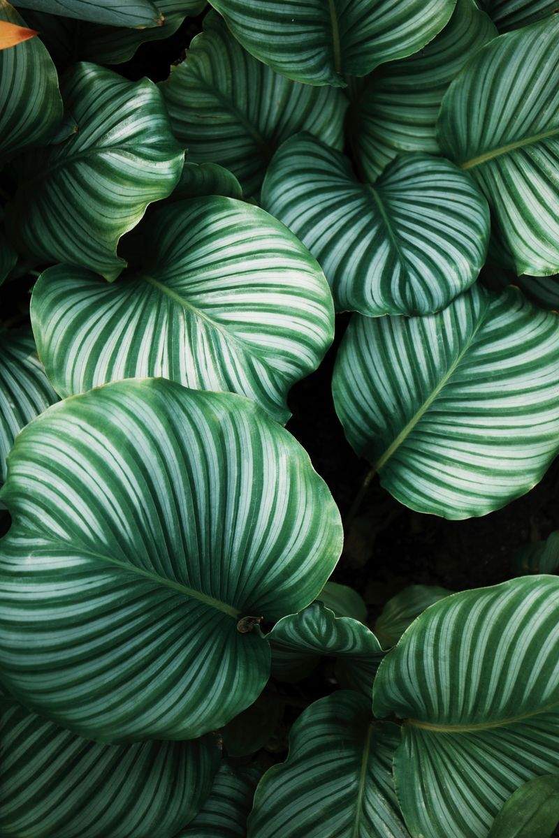 VerdeVivo Jardinería SP 4