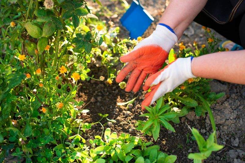 VerdeVivo Jardinería SP 7
