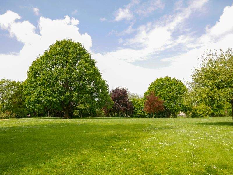VerdeVivo Jardinería SP 9